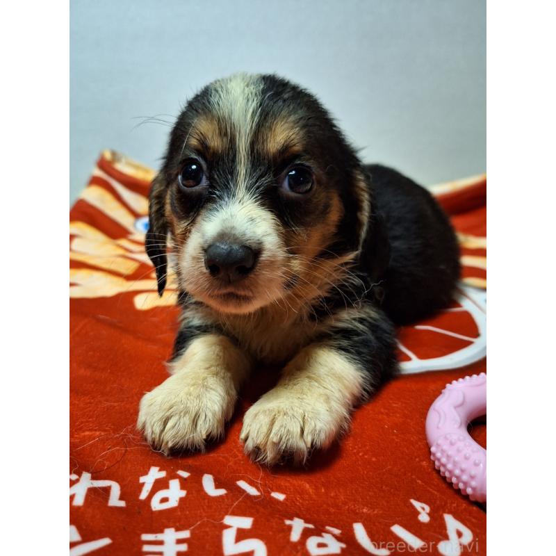 販売中の神奈川県のミックス犬-397568の4枚目