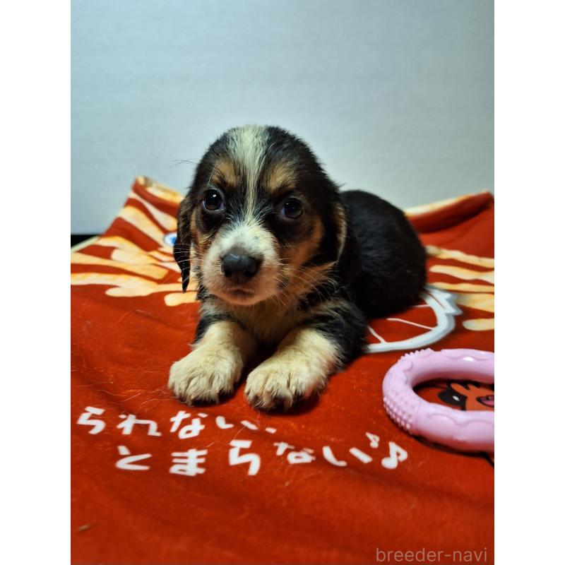 販売中の神奈川県のミックス犬-397568の3枚目