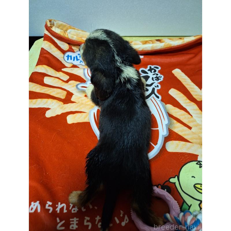 販売中の神奈川県のミックス犬-397568の2枚目