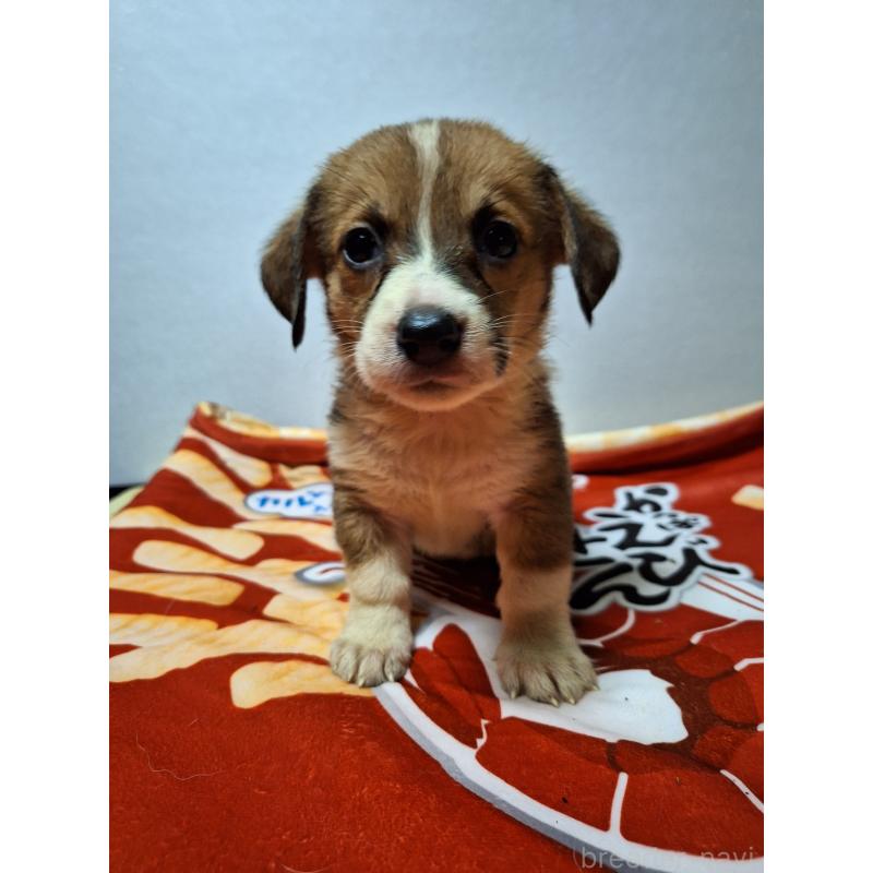 販売中の神奈川県のミックス犬-397569の10枚目