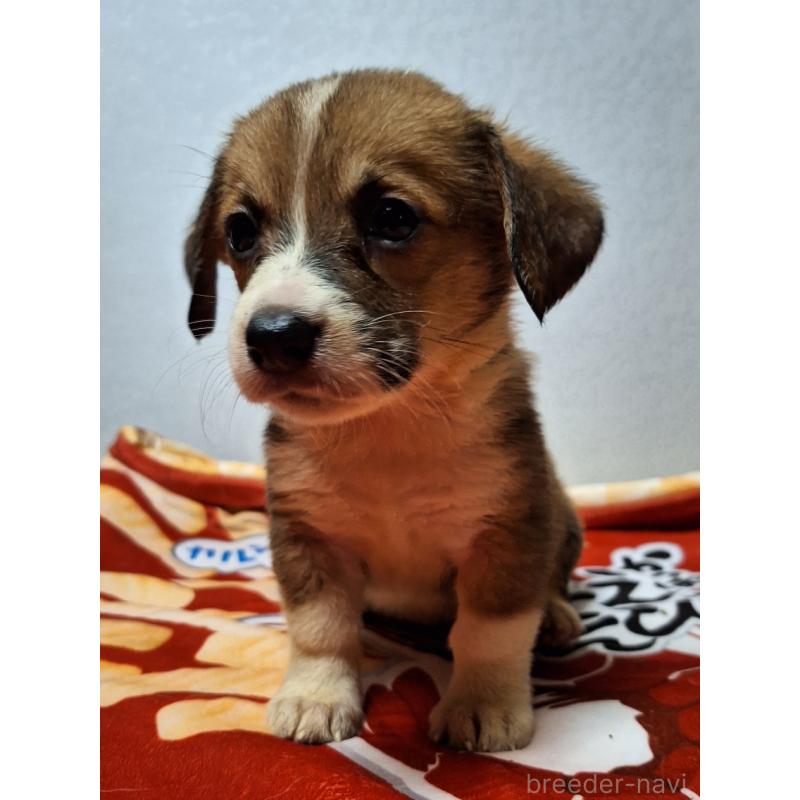 販売中の神奈川県のミックス犬-397569の9枚目