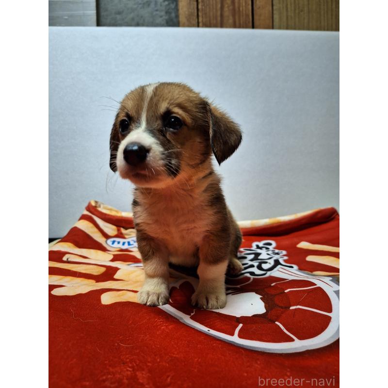 販売中の神奈川県のミックス犬-397569の8枚目