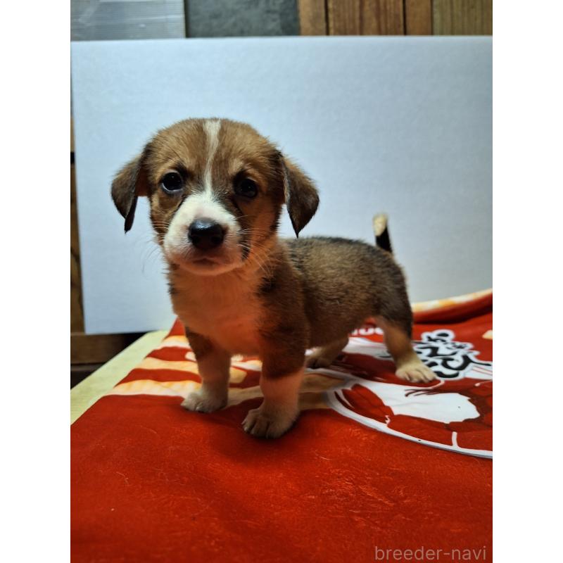 販売中の神奈川県のミックス犬-397569の6枚目