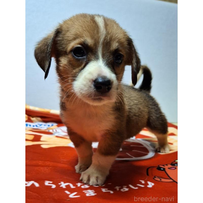 販売中の神奈川県のミックス犬-397569の5枚目