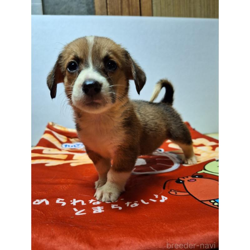 販売中の神奈川県のミックス犬-397569の4枚目