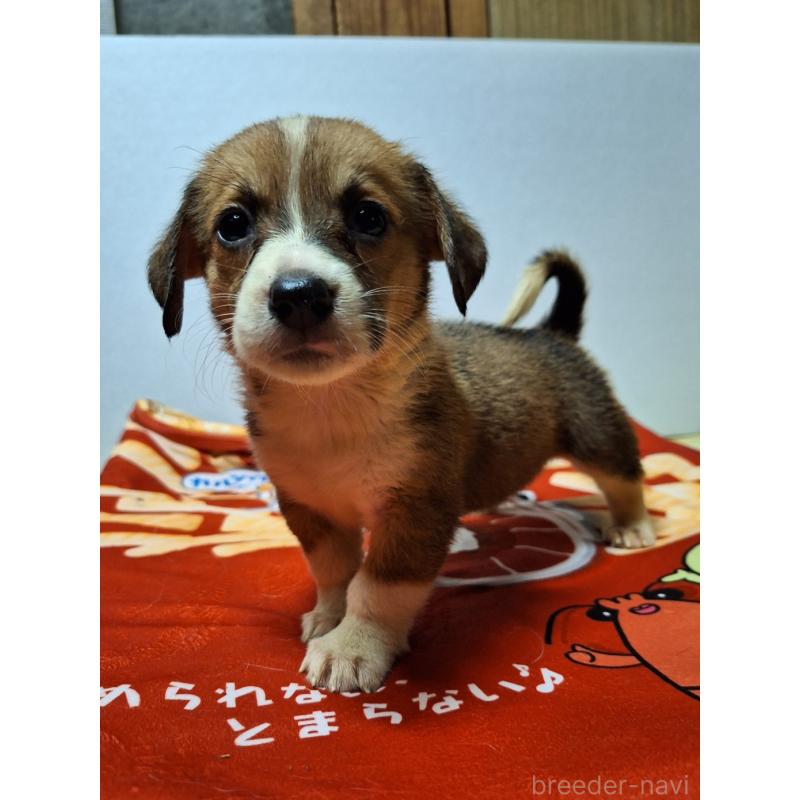 販売中の神奈川県のミックス犬-397569の3枚目