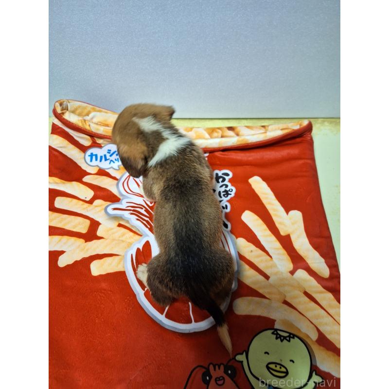 販売中の神奈川県のミックス犬-397569の2枚目