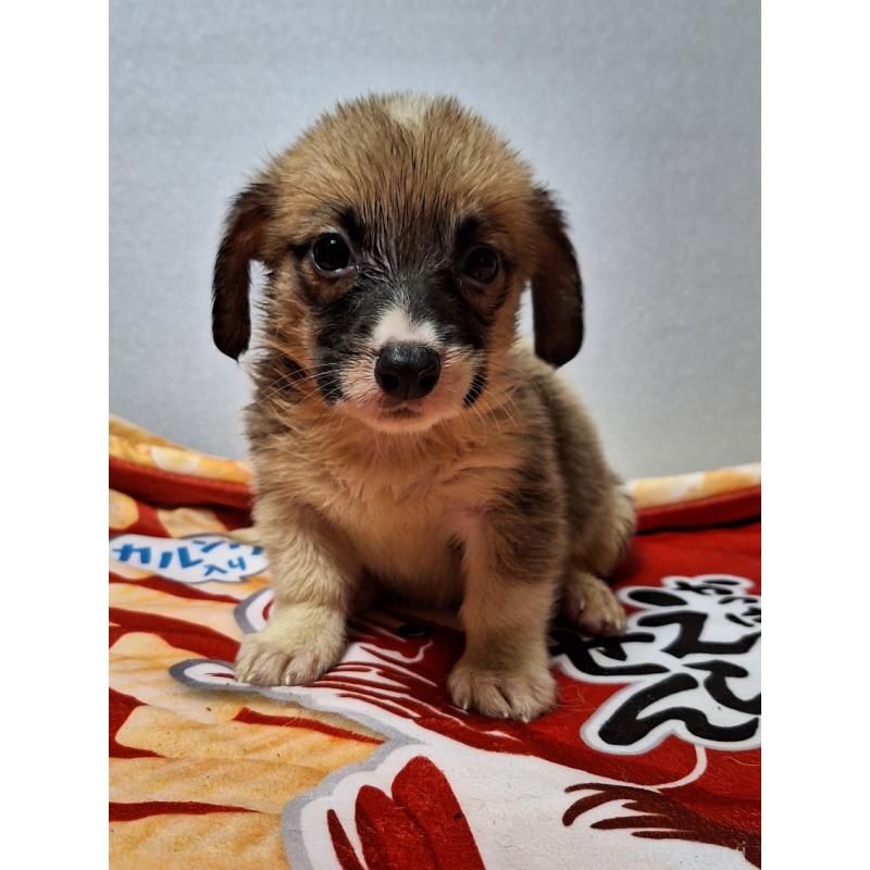 販売中の神奈川県のミックス犬-397570の11枚目