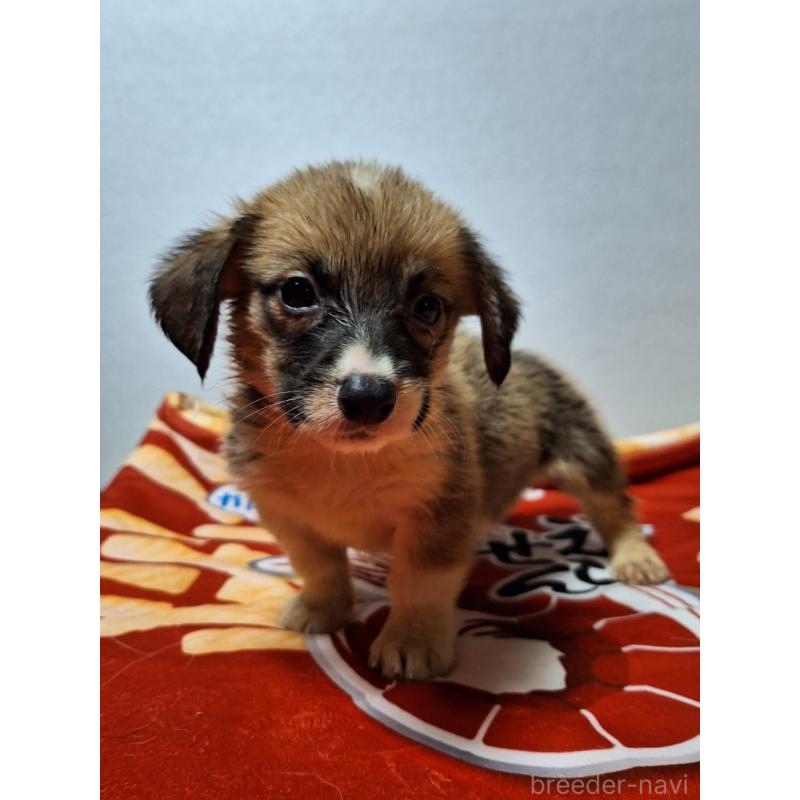 販売中の神奈川県のミックス犬-397570の9枚目