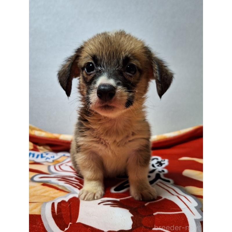 販売中の神奈川県のミックス犬-397570の4枚目