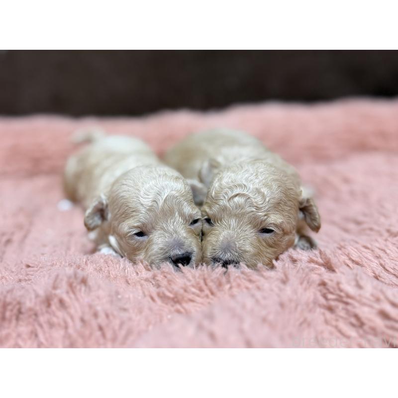 販売中の東京都のマルプー:マルチーズ×トイプードル-397571の6枚目