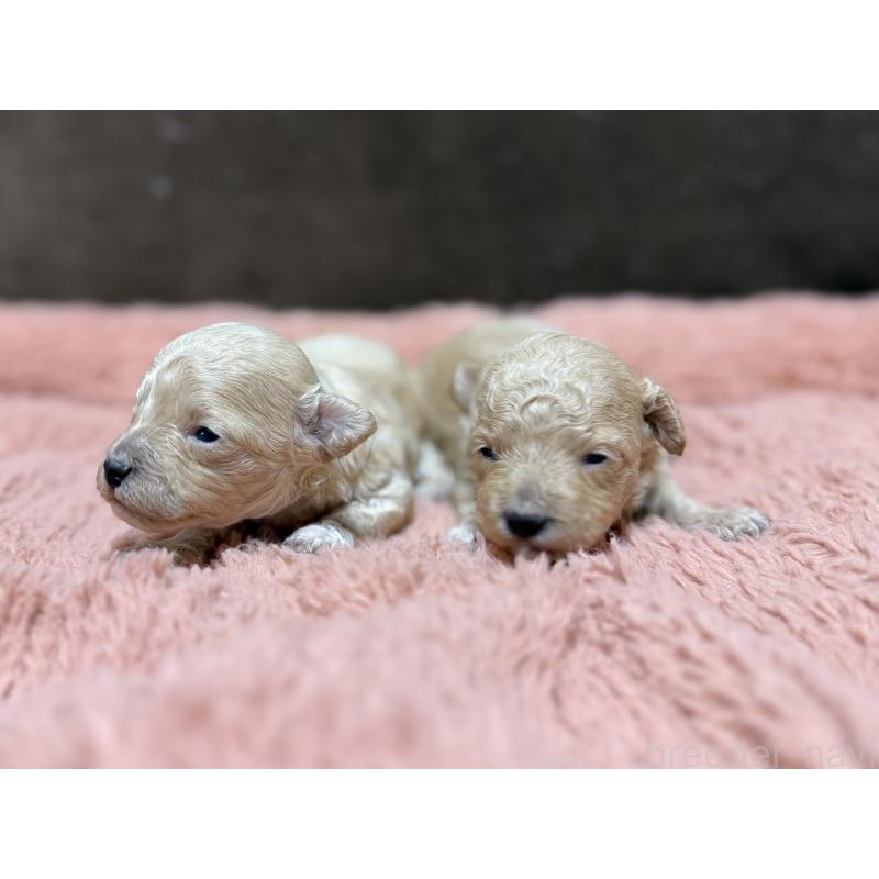販売中の東京都のマルプー:マルチーズ×トイプードル-397571の5枚目