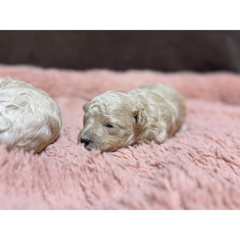 販売中の東京都のマルプー:マルチーズ×トイプードル-397571の4枚目