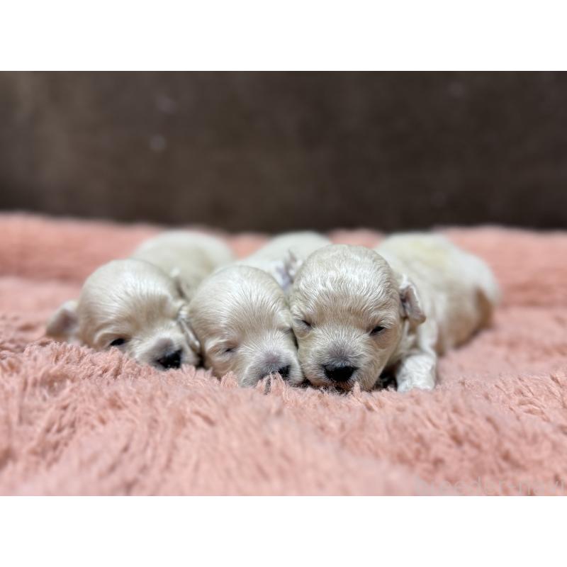 販売中の東京都のマルプー:マルチーズ×トイプードル-397572の10枚目
