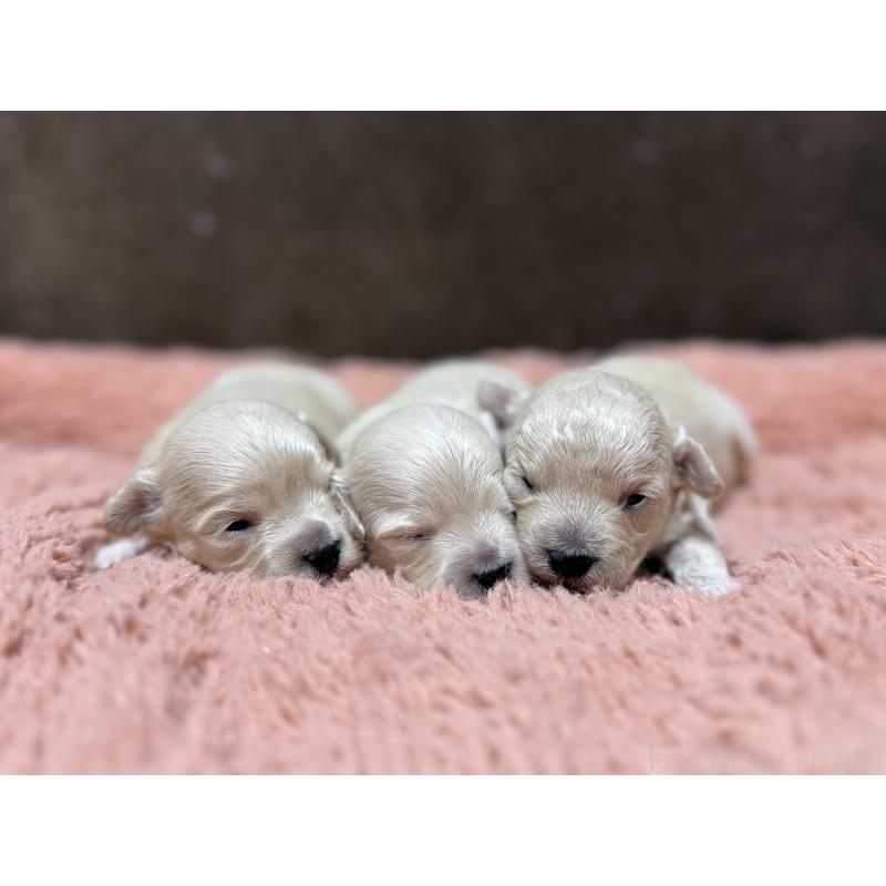 販売中の東京都のマルプー:マルチーズ×トイプードル-397572の8枚目