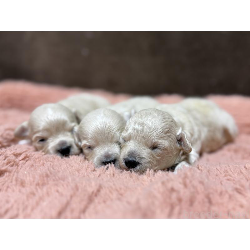 販売中の東京都のマルプー:マルチーズ×トイプードル-397572の7枚目
