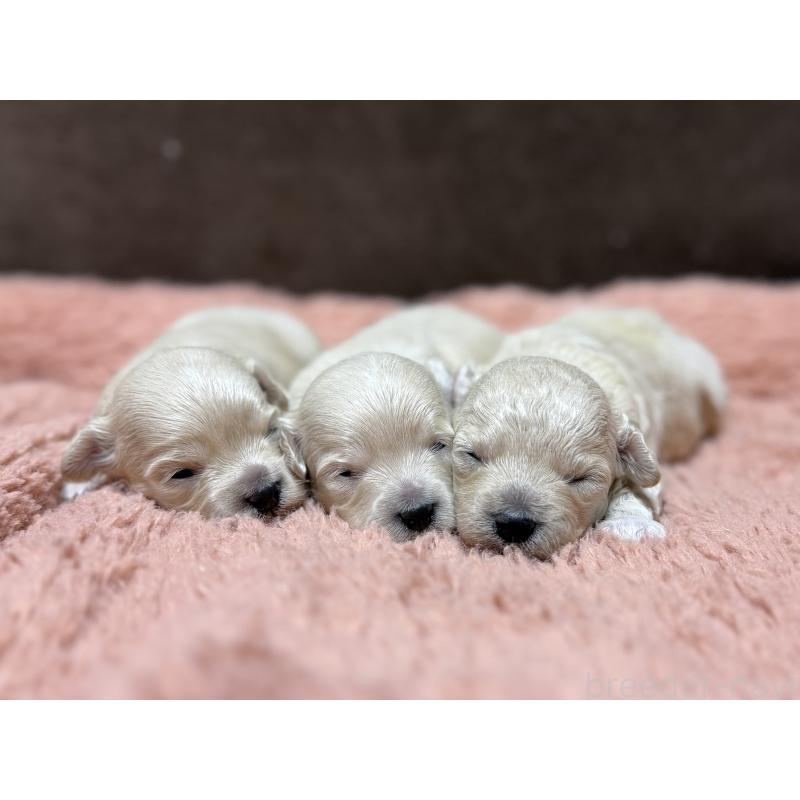 販売中の東京都のマルプー:マルチーズ×トイプードル-397572の1枚目