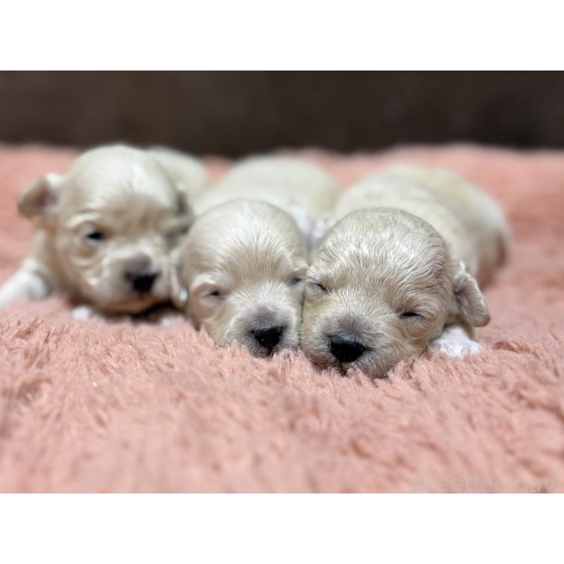 販売中の東京都のマルプー:マルチーズ×トイプードル-397572の6枚目