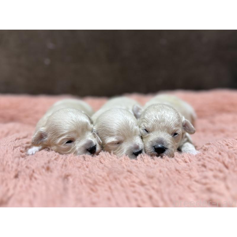 販売中の東京都のマルプー:マルチーズ×トイプードル-397572の4枚目