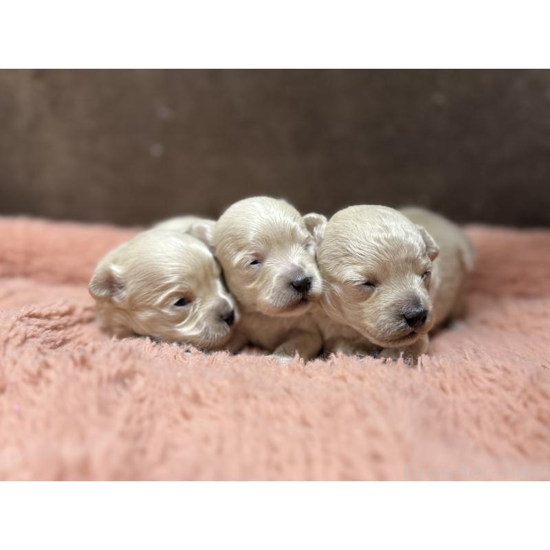 販売中の東京都のマルプー:マルチーズ×トイプードル-397572の3枚目