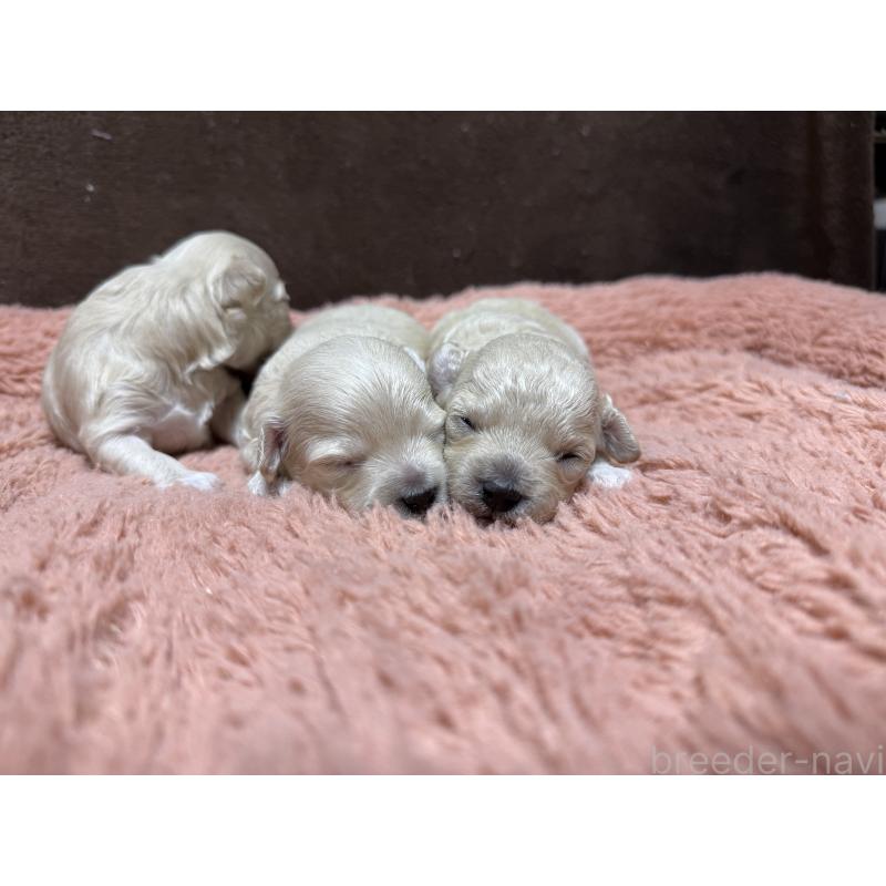 販売中の東京都のマルプー:マルチーズ×トイプードル-397572の2枚目