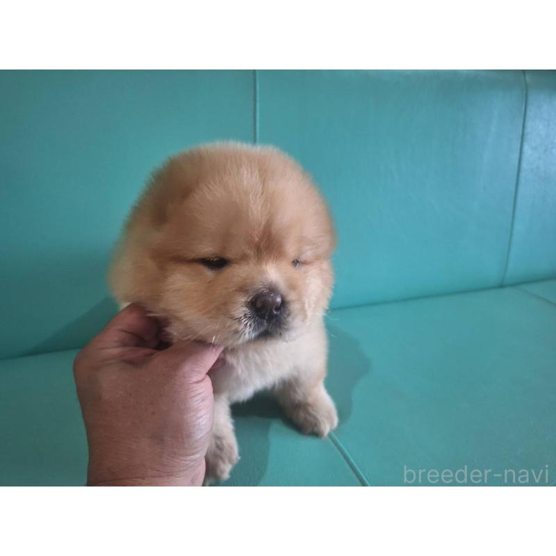 販売中の千葉県のチャウチャウ-397595の4枚目