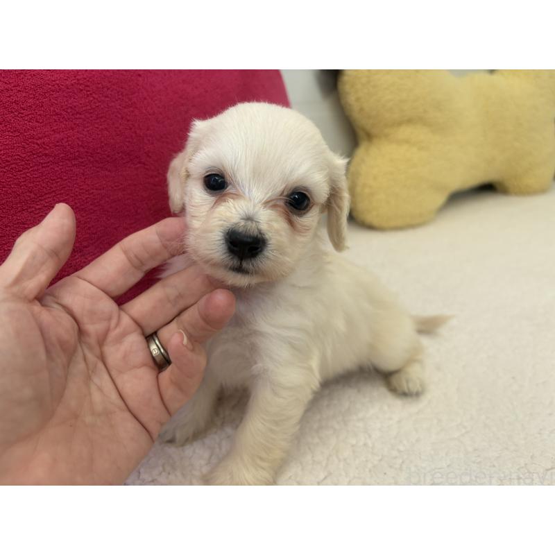 販売中の千葉県のミックス犬-397658の6枚目
