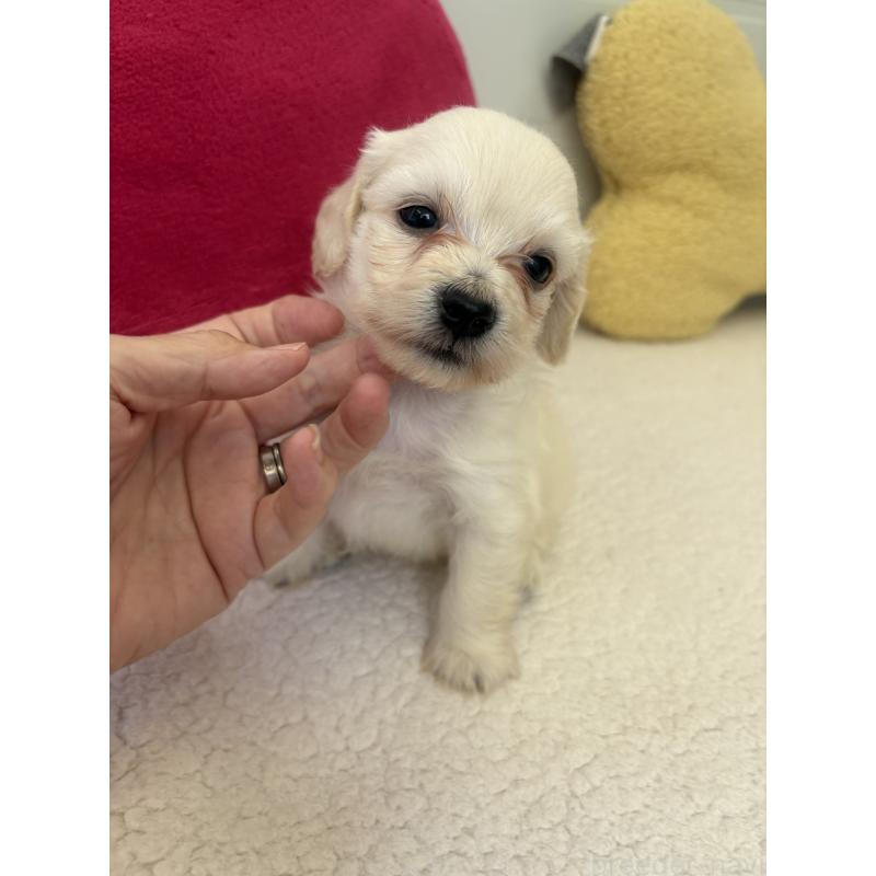 販売中の千葉県のミックス犬-397658の5枚目