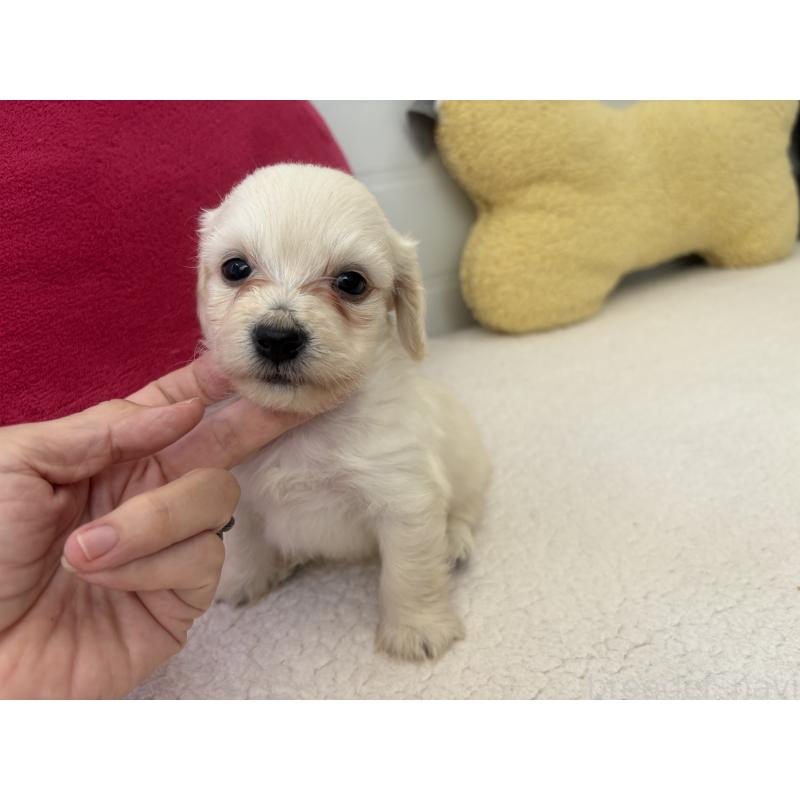 販売中の千葉県のミックス犬-397658の4枚目