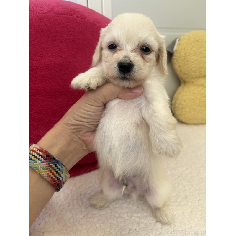 販売中の千葉県のミックス犬-397658の3枚目