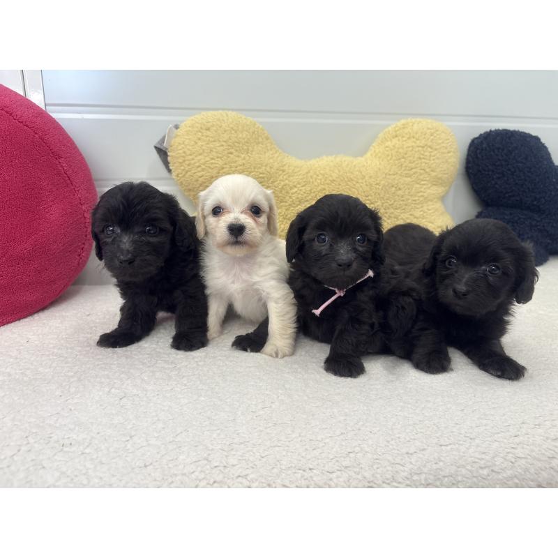 販売中の千葉県のミックス犬-397658の2枚目
