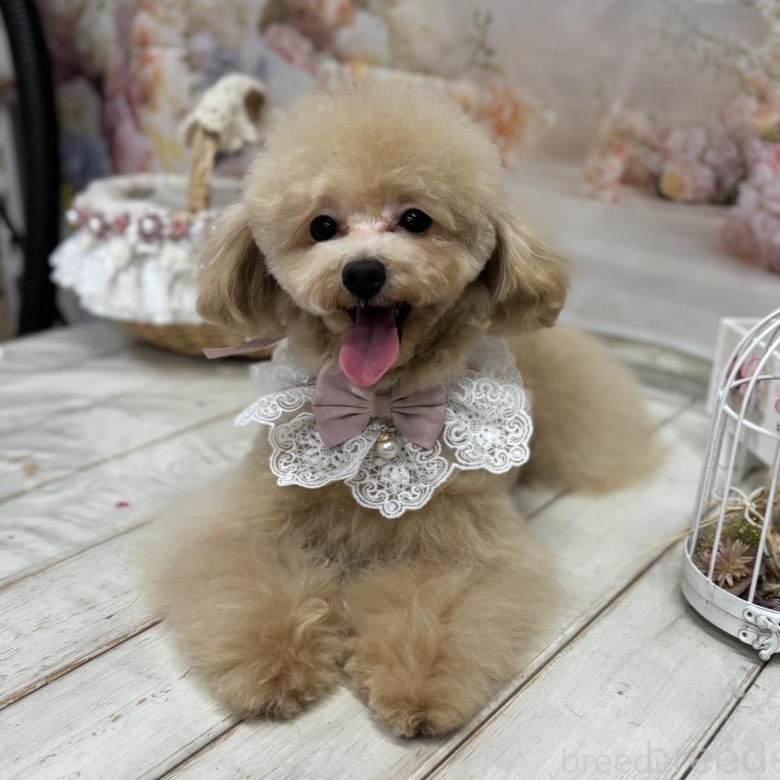 ももこちゃん1枚目