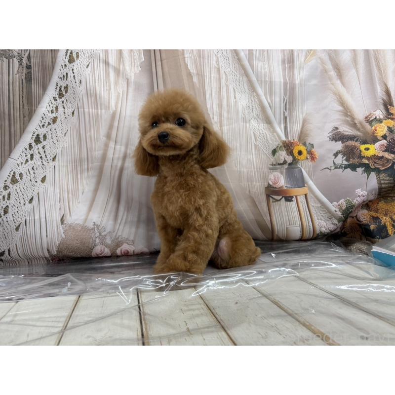 ぶぶちゃん1枚目
