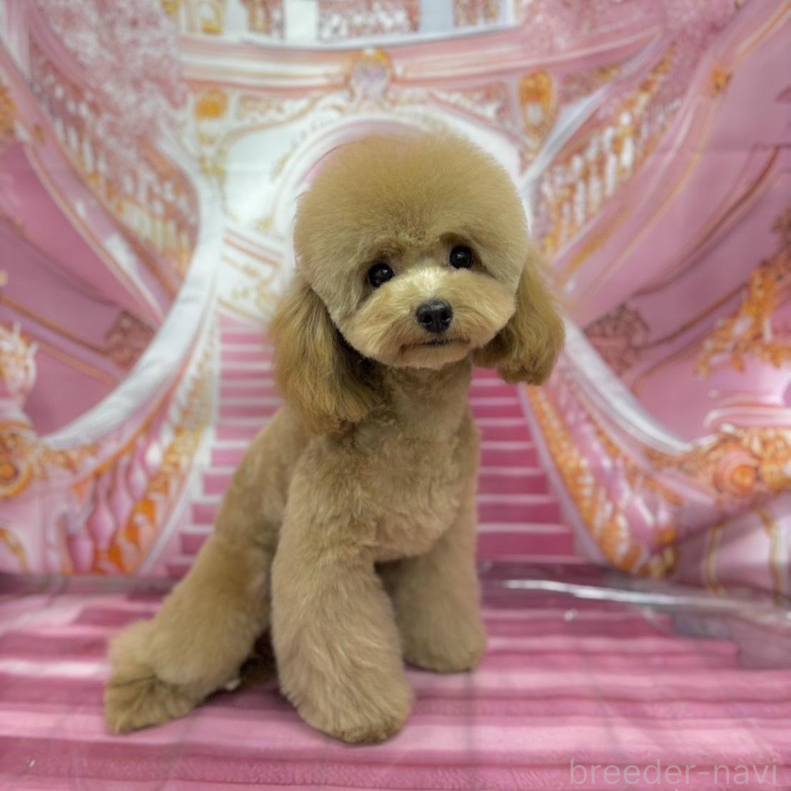 トマトちゃん1枚目