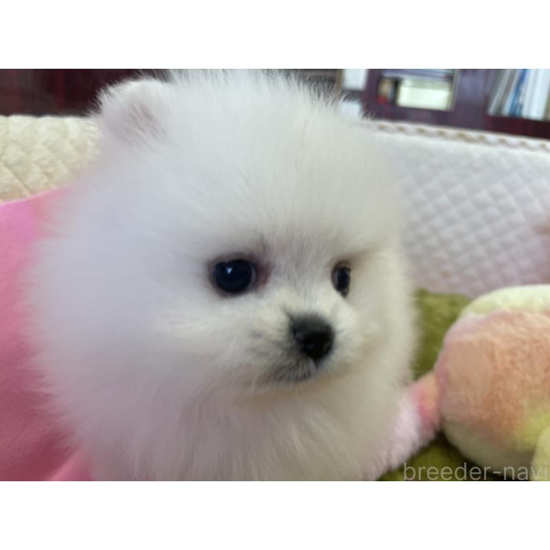 販売中の岐阜県のポメラニアン-396774の2枚目