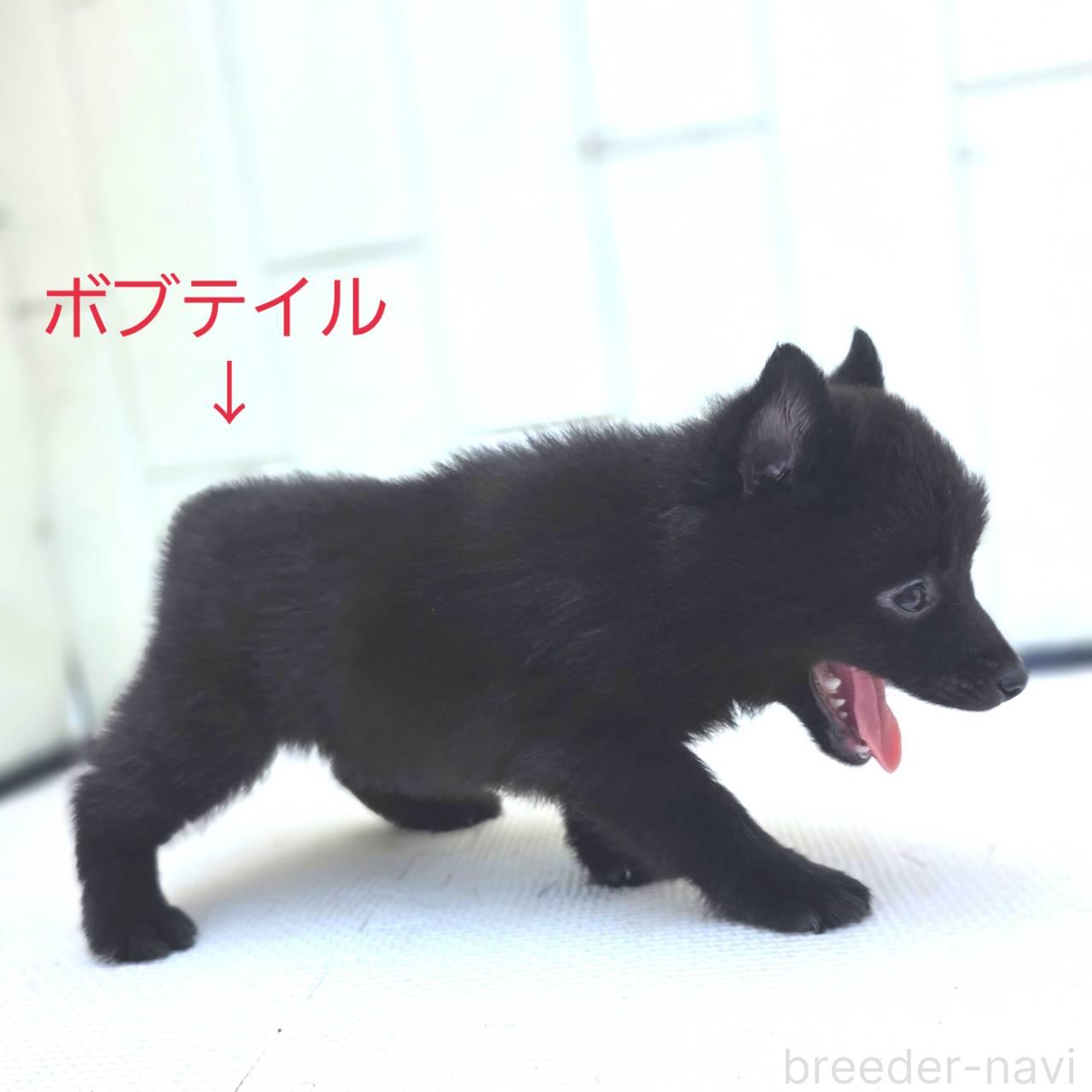 販売中の茨城県のスキッパーキ-392444の8枚目