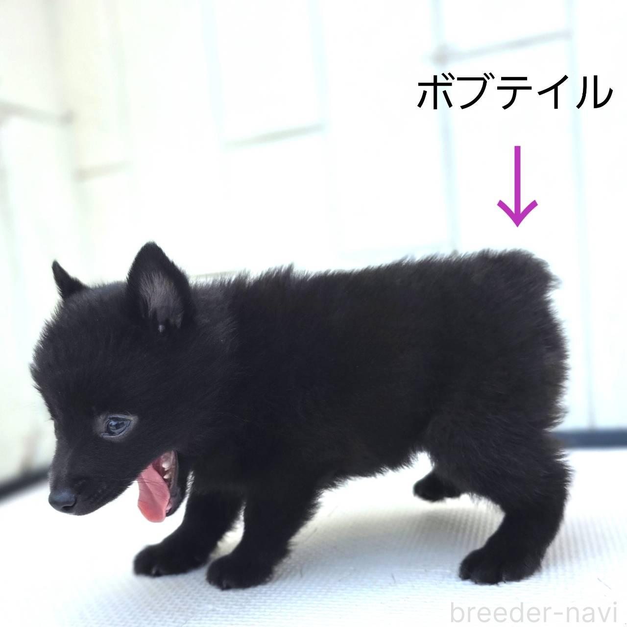 販売中の茨城県のスキッパーキ-392444の7枚目