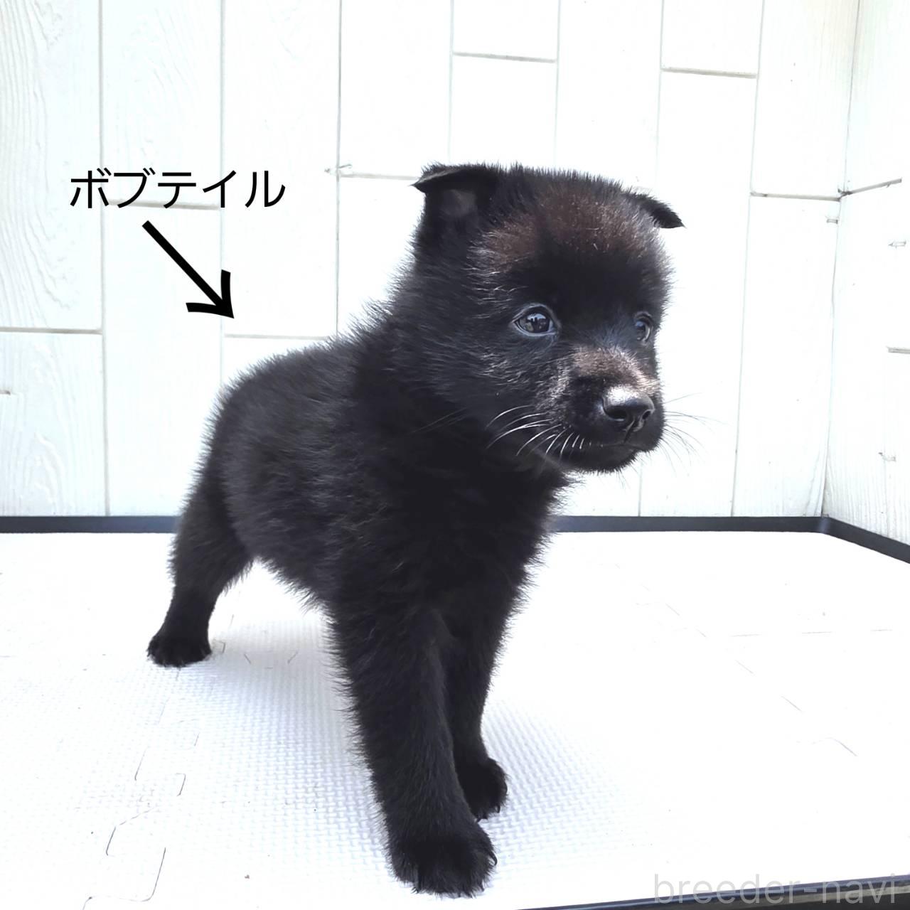販売中の茨城県のスキッパーキ-392445の8枚目