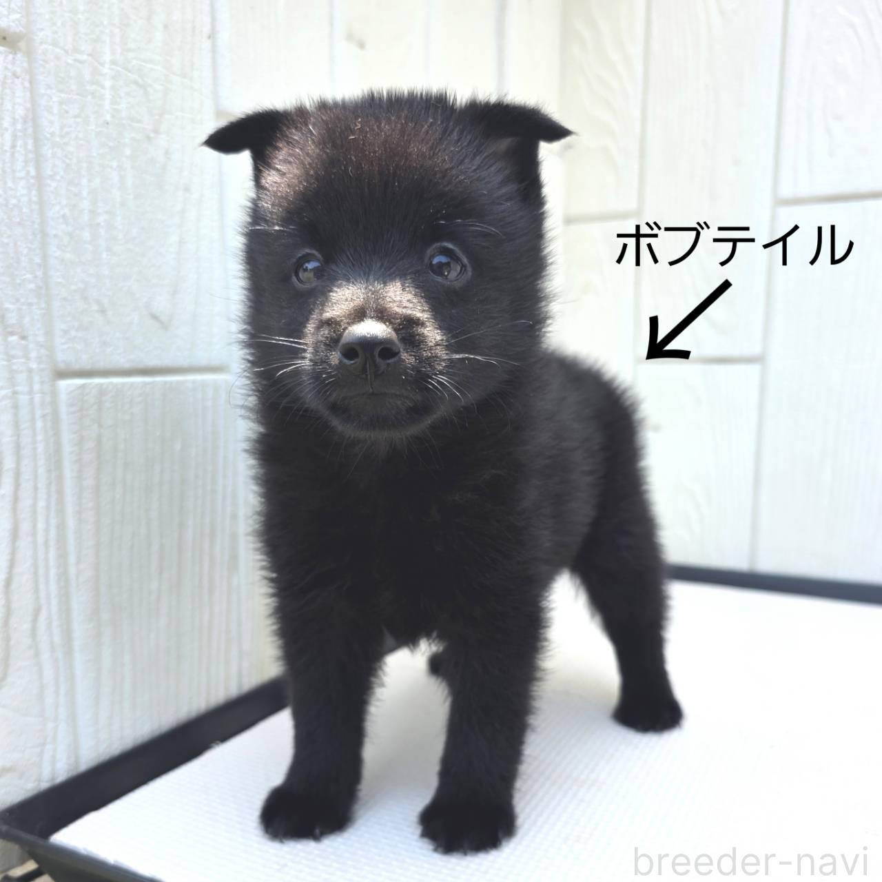 販売中の茨城県のスキッパーキ-392445