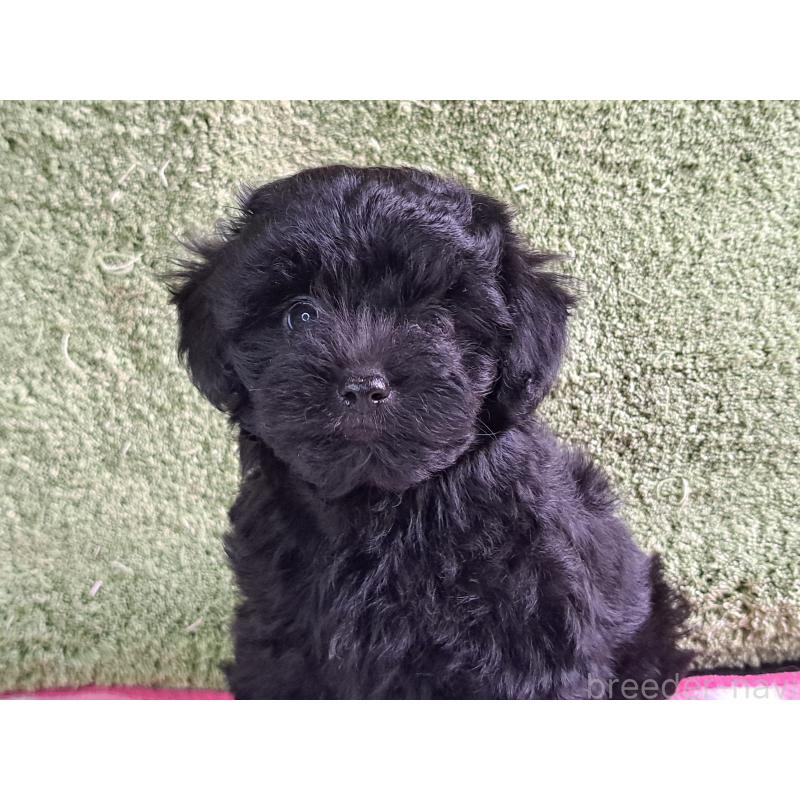 販売中の愛知県のミックス犬-389805