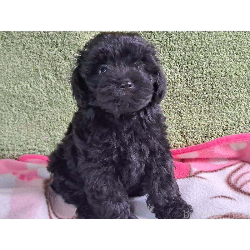 販売中の愛知県のミックス犬-389805の22枚目