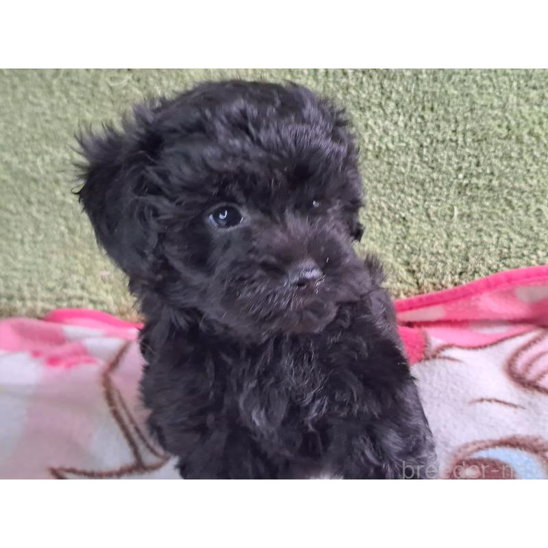 販売中の愛知県のミックス犬-389805の21枚目