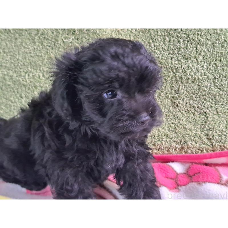 販売中の愛知県のミックス犬-389805の20枚目