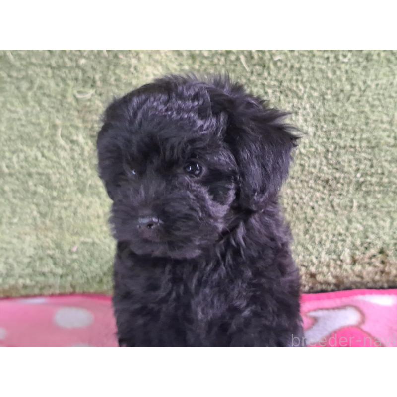 販売中の愛知県のミックス犬-389805の19枚目