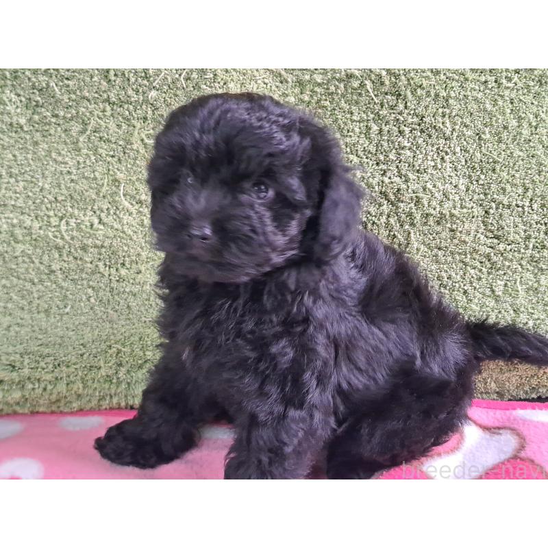販売中の愛知県のミックス犬-389805の18枚目