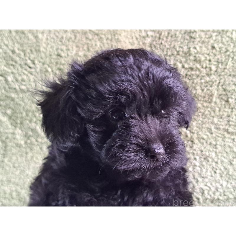 販売中の愛知県のミックス犬-389805の17枚目