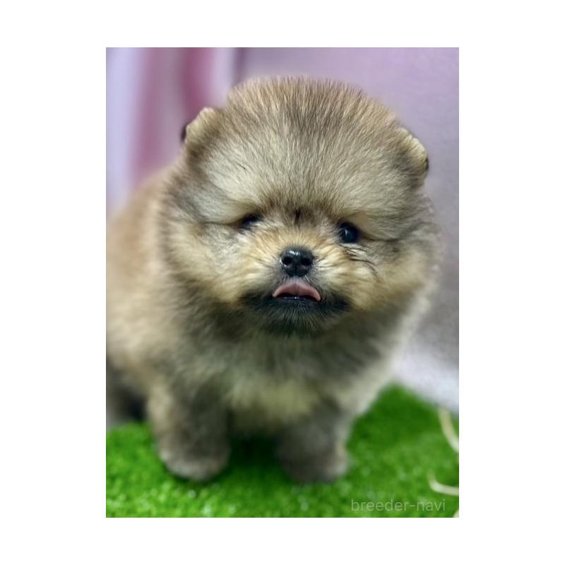 販売中の茨城県のポメラニアン-397652の6枚目