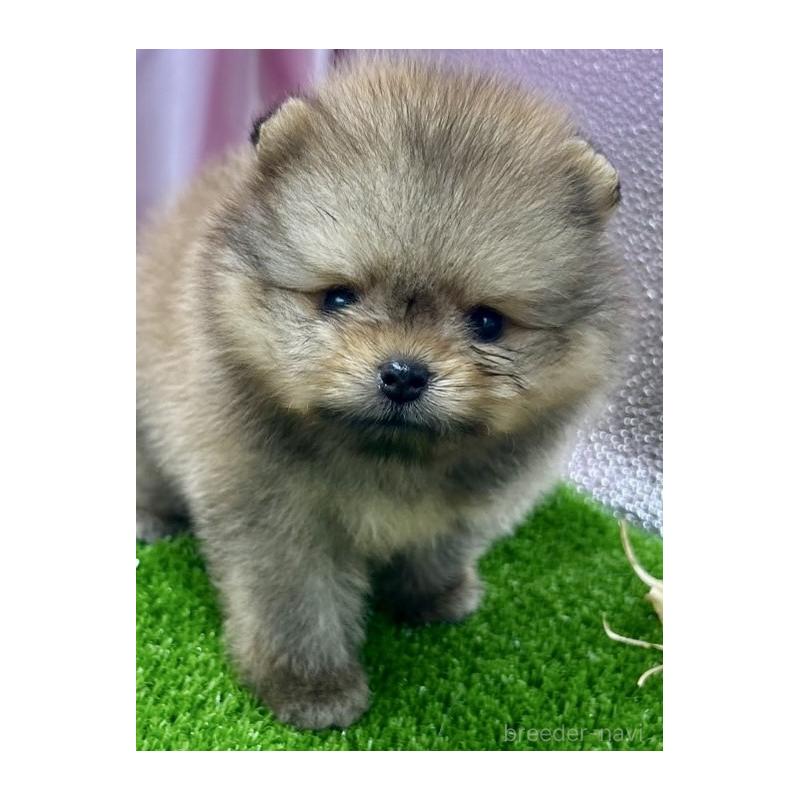 販売中の茨城県のポメラニアン-397652の5枚目