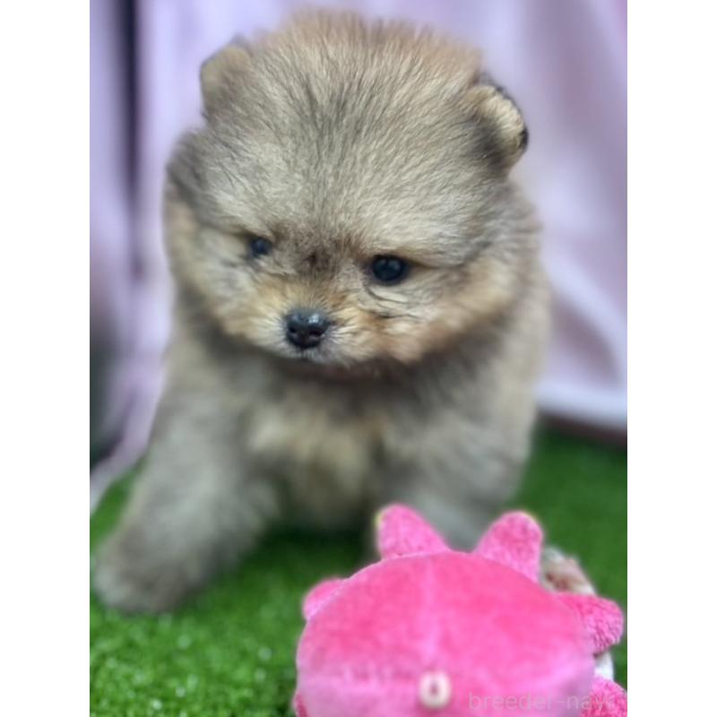 販売中の茨城県のポメラニアン-397652の4枚目