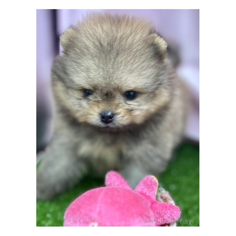 販売中の茨城県のポメラニアン-397652の3枚目